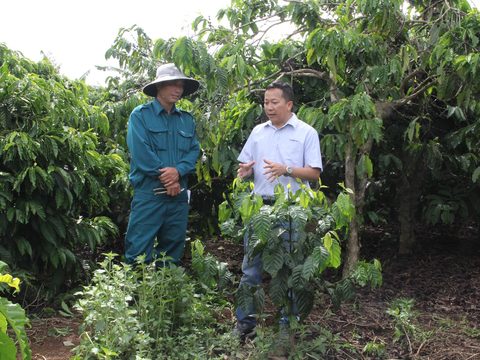 Hơn 7.000 nông dân trồng cà phê tại được hưởng lợi từ các dự án cảnh quan cà phê bền vững