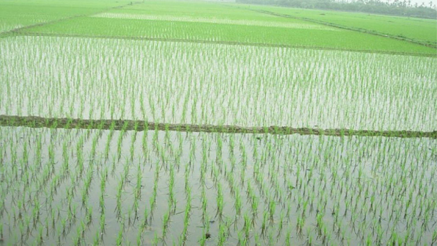 Sofit® 300EC | Syngenta