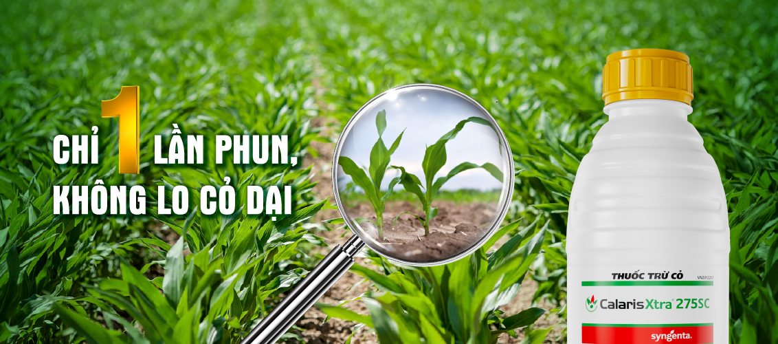 Calaris Extra Chỉ 1 lần phun không lo cỏ dại
