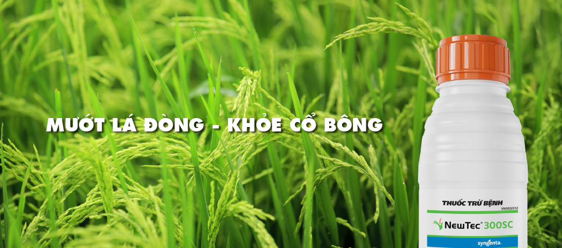 Newtech 300SC Mướt lá đòng khỏe cổ bông