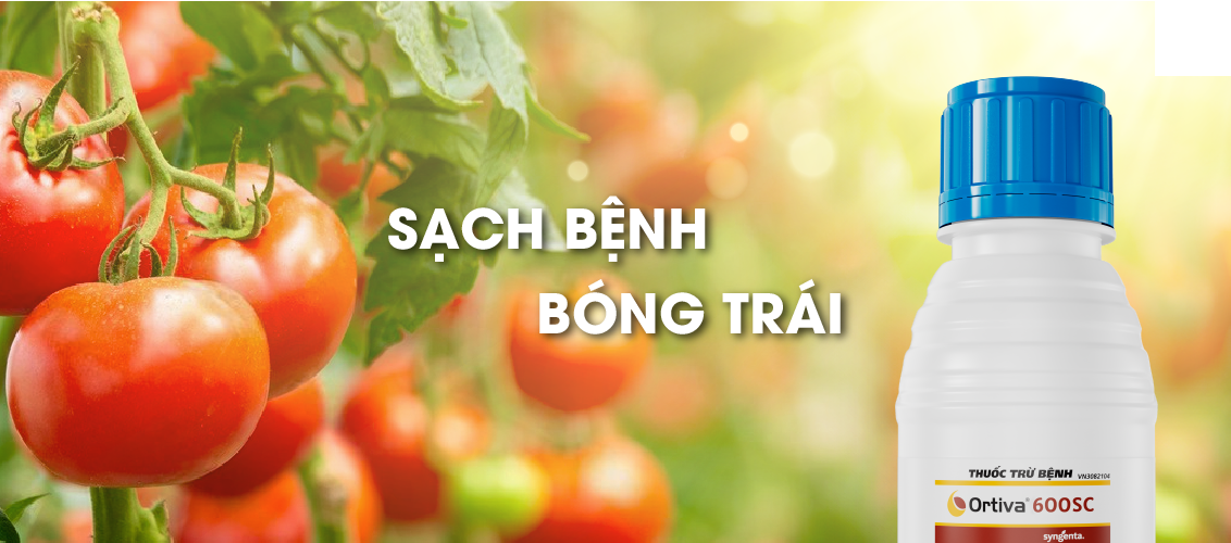 Ortiva 600SC Sạch bệnh bóng trái