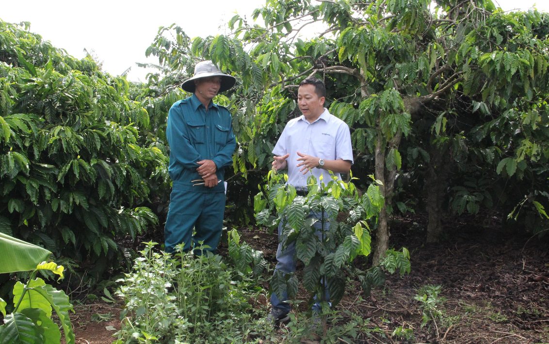 Hơn 7.000 nông dân trồng cà phê tại được hưởng lợi từ các dự án cảnh quan cà phê bền vững