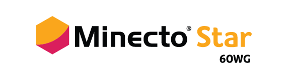 Minecto Star Logo
