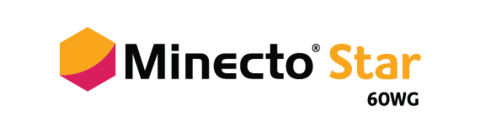 Logo Minecto Star