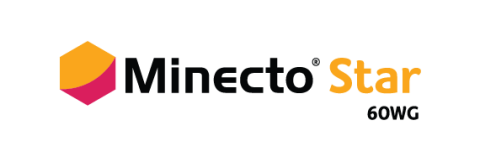 Logo Minecto Star