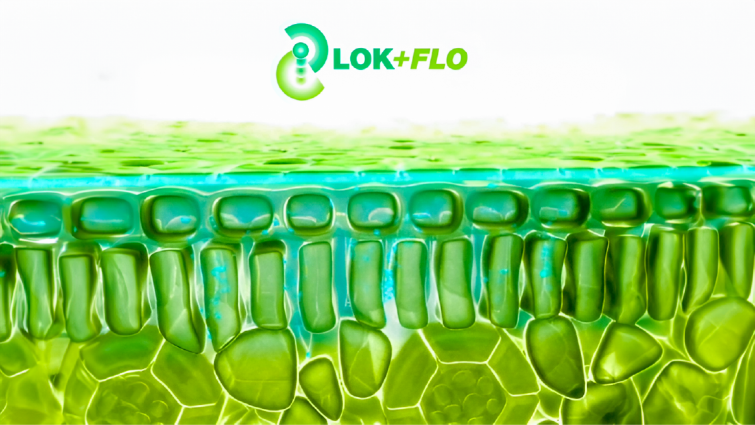 Lok & Flo