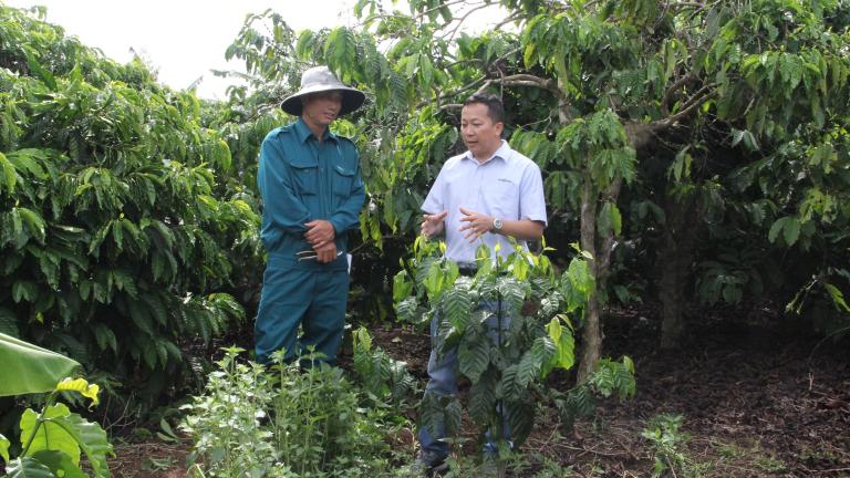 Hơn 7.000 nông dân trồng cà phê tại được hưởng lợi từ các dự án cảnh quan cà phê bền vững