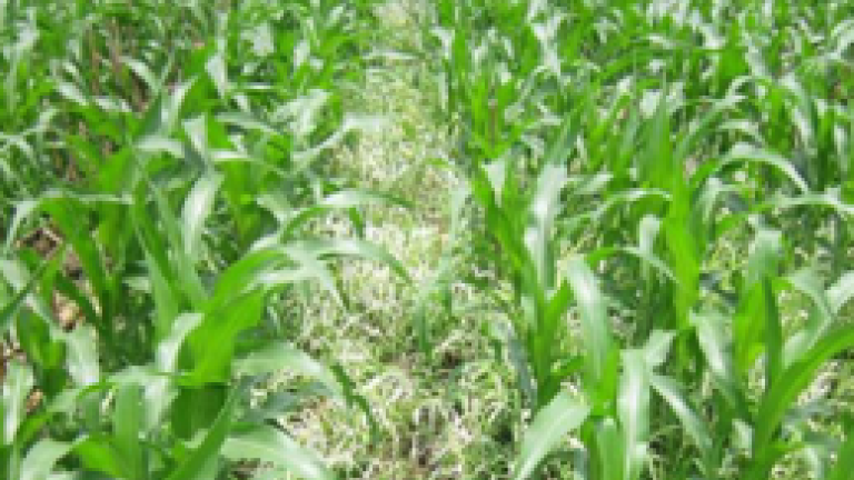 Calaris KBF1