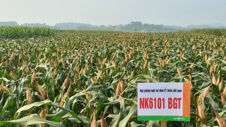 SYNGENTA GIỚI THIỆU GIỐNG NGÔ CHUYỂN GEN NK6101BGT MỚI 