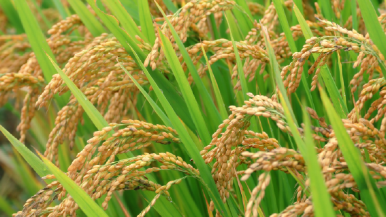 Lúa