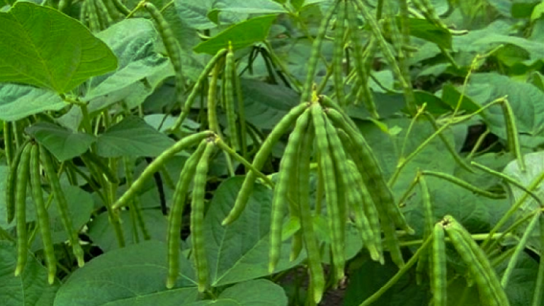 Đậu