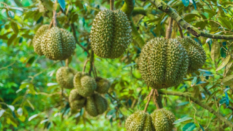 Sầu riêng