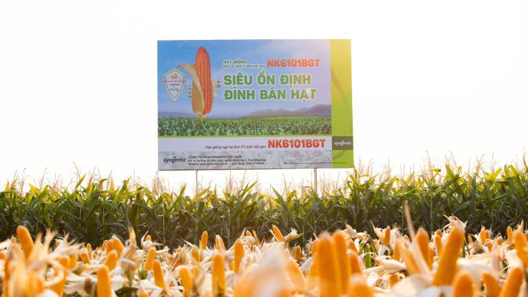 SYNGENTA GIỚI THIỆU GIỐNG NGÔ CHUYỂN GEN NK6101BGT