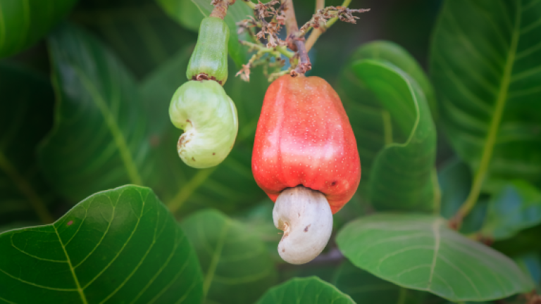 Điều