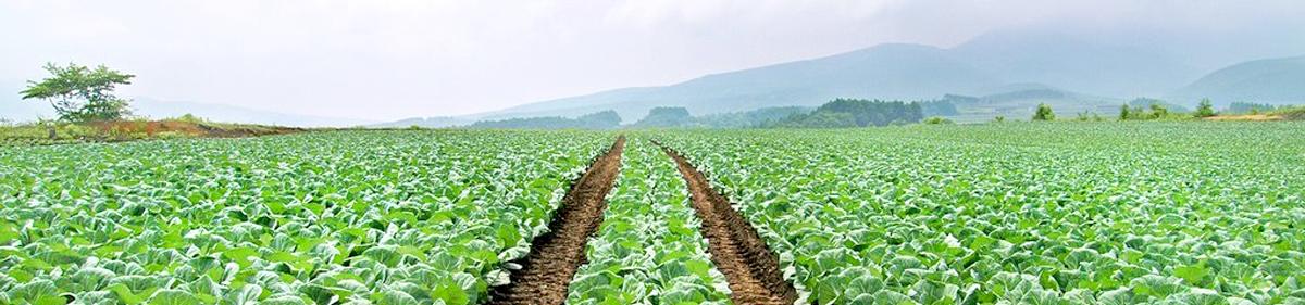 Cây bắp cải