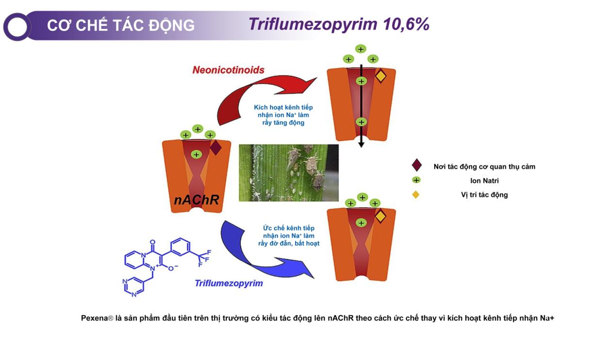 Giải pháp trừ rầy thế hệ mới Pexena 106SC