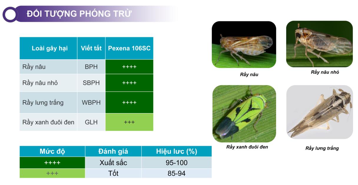 Giải pháp trừ rầy thế hệ mới Pexena 106SC