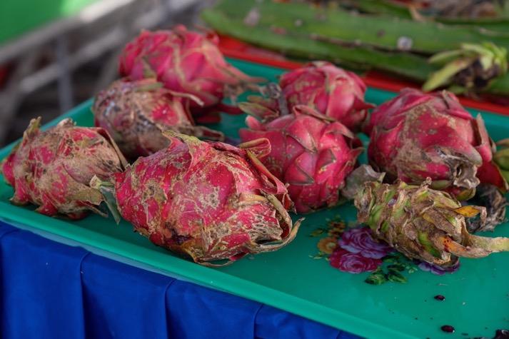 hoi-thao-quan-ly-dich-hai-tren-cay-thanh-long-syngenta
