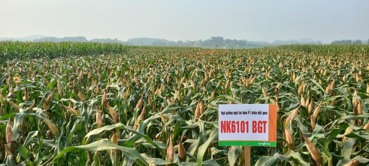 SYNGENTA GIỚI THIỆU GIỐNG NGÔ CHUYỂN GEN NK6101BGT MỚI 2024