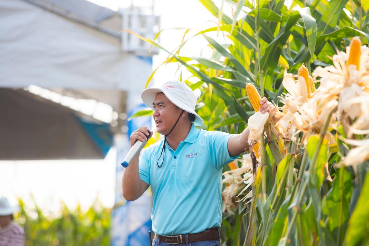 SYNGENTA GIỚI THIỆU GIỐNG NGÔ CHUYỂN GEN NK6101BGT