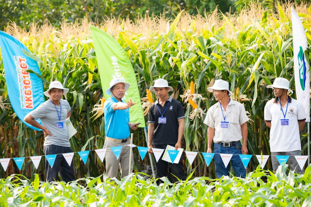 SYNGENTA GIỚI THIỆU GIỐNG NGÔ CHUYỂN GEN NK6101BGT