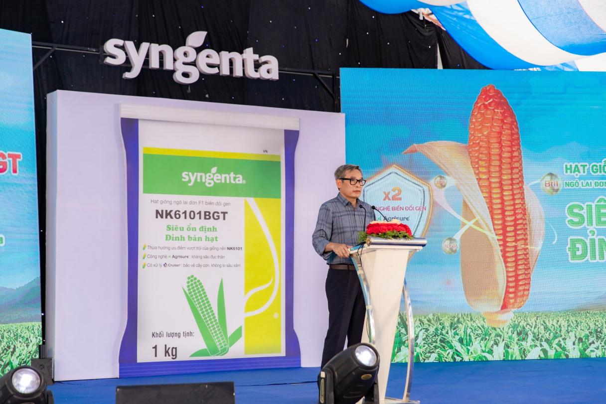 SYNGENTA GIỚI THIỆU GIỐNG NGÔ CHUYỂN GEN NK6101BGT