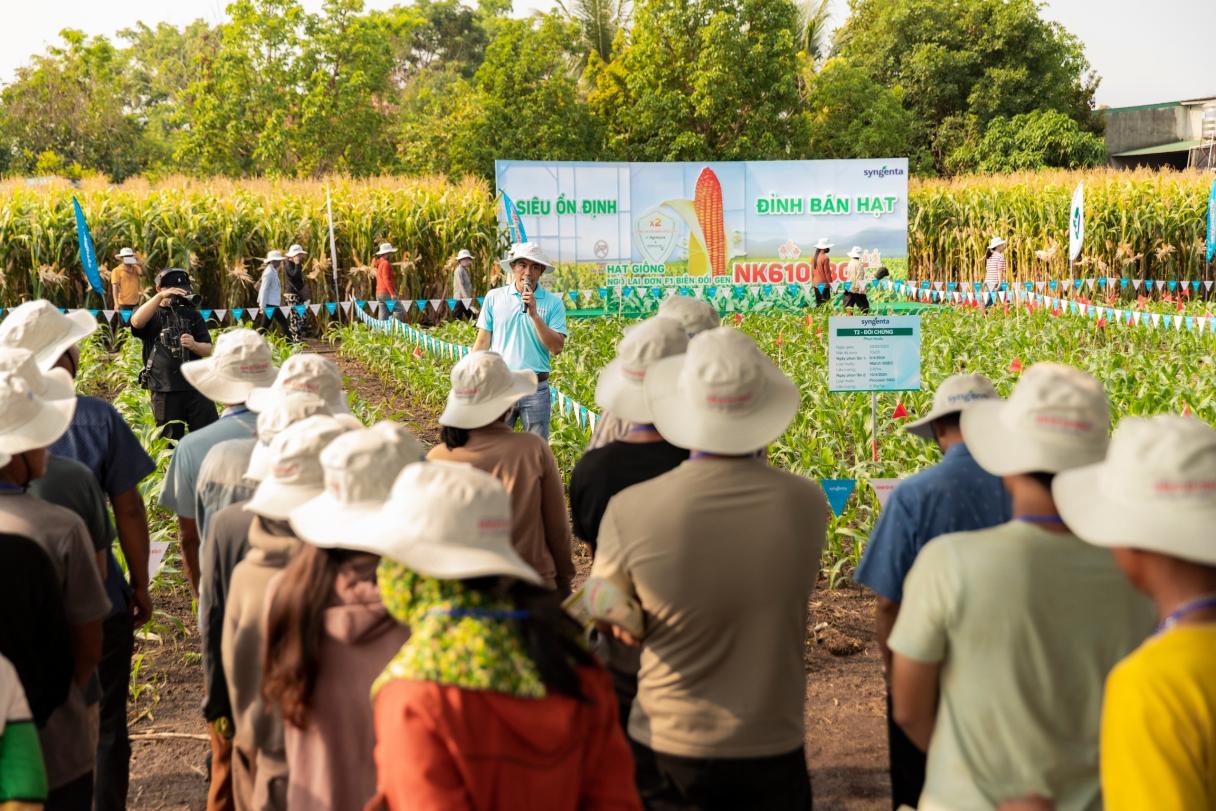 SYNGENTA GIỚI THIỆU GIỐNG NGÔ CHUYỂN GEN NK6101BGT