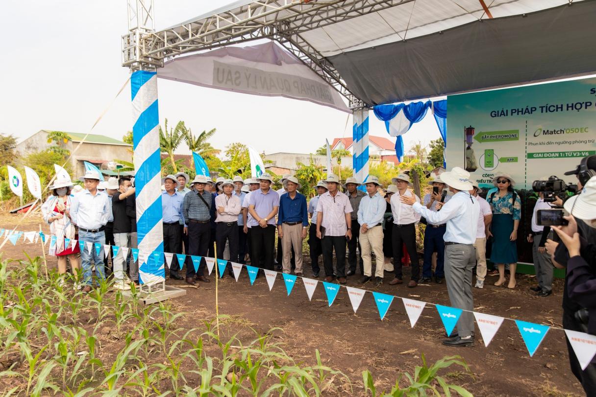 SYNGENTA GIỚI THIỆU GIỐNG NGÔ CHUYỂN GEN NK6101BGT