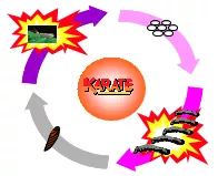 caydauphong_banner25
