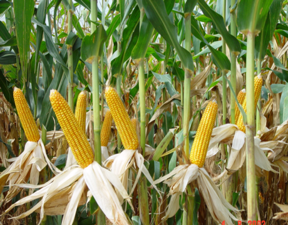 congnghechuyengenAgrisure_banner2