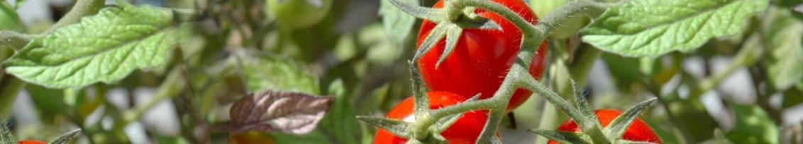 maxveg_banner1
