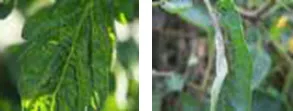maxveg_banner17