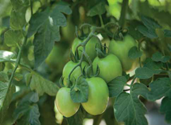 maxveg_banner19