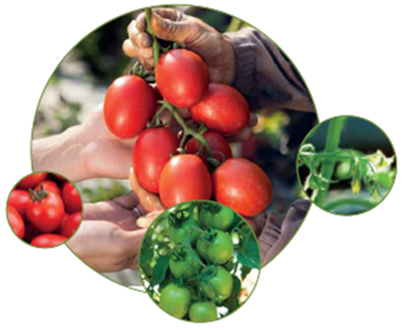 maxveg_banner2