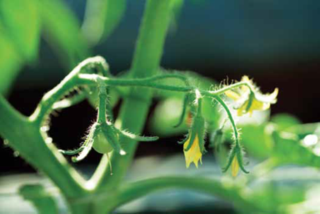 maxveg_banner3