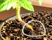 maxveg_banner4