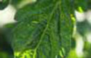 maxveg_banner5