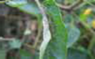 maxveg_banner6