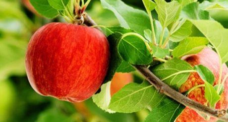 nganhthuocbaovethucvat_banner4